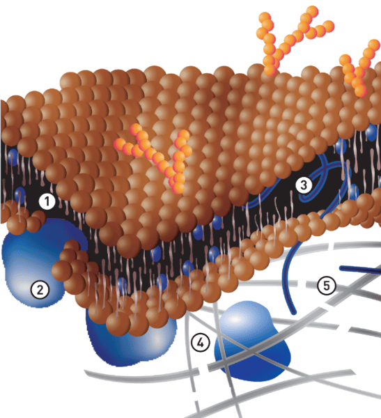 komórka uszkodzona przez stres
