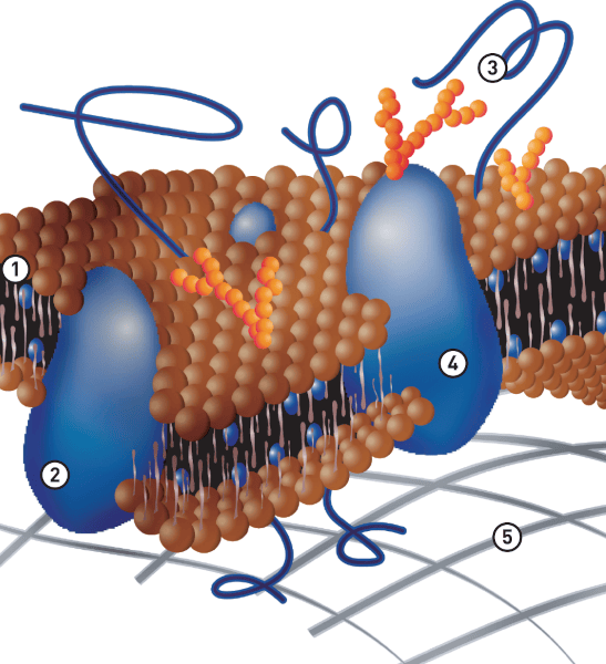 komórka naprawiona przez białka opiekuńcze